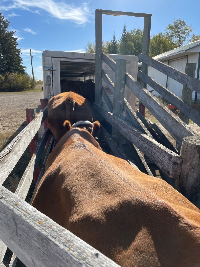 Three assessments to make ahead of loading cattle - Alberta Beef Producers