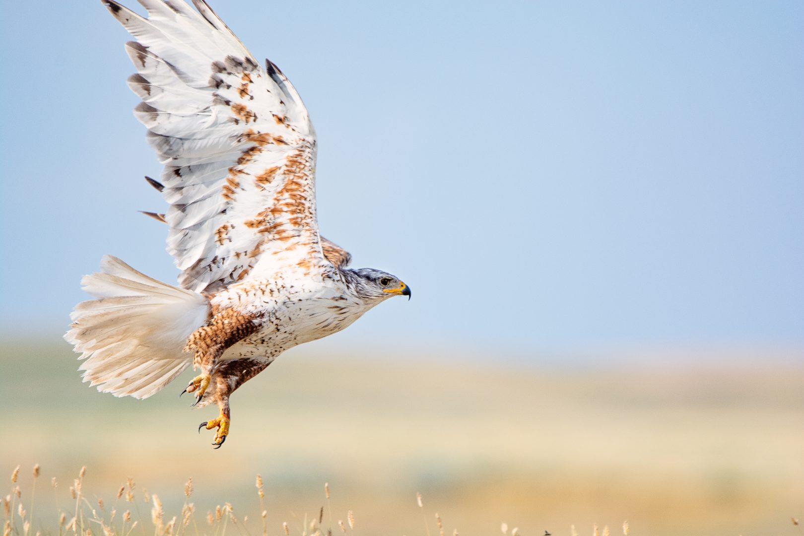 Major conservation project announced for Alberta’s McIntyre Ranch ...