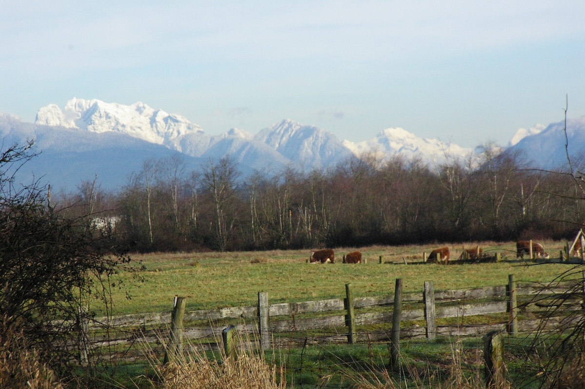 B.C. introduces reporting requirement for cattle arriving from Washington State - ABP Daily