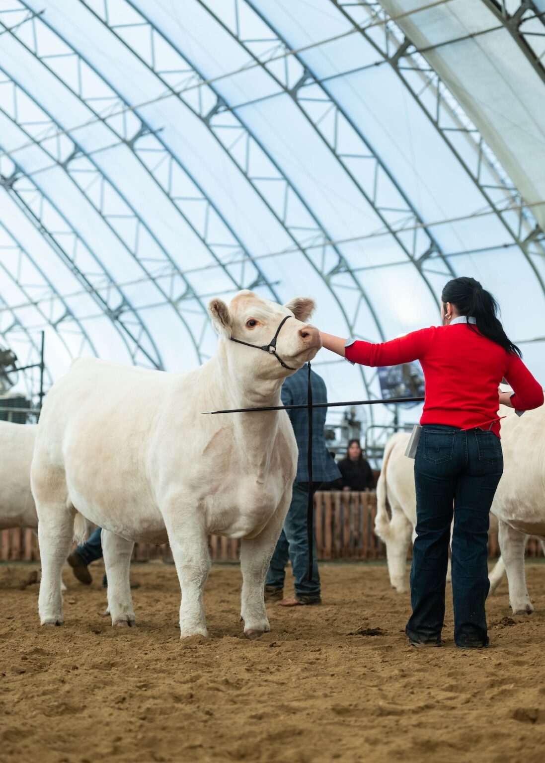 Alberta purebred cattle earn top honours at 2026 Olds Fall Classic ...